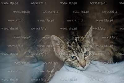 Gdansk. Schronisko dla bezdomych zwierzat Promyk. Akcja...