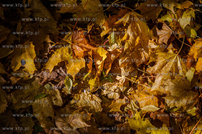 Gdansk. Jesienne, sloneczne przedpoludnie w Parku Orunskim.
27.10.2015
fot....