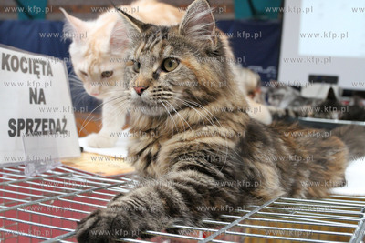 Dwunasta Miedzynarodowa Wystawa Kotow Rasowych Sopot...