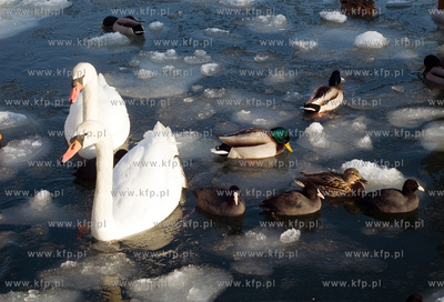 W związku z silnymi mrozami władze Gdyni zwróciły...