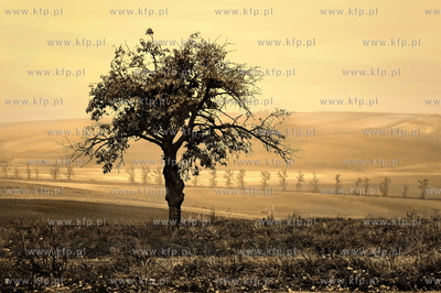 Morawy. Czechy. Okolice miejscowosci Kijev. Nz. pola...