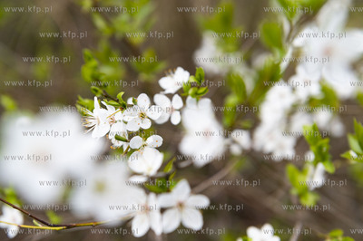 Gdańsk Siedlce. Winna Góra, okolice Widoku Macieja...
