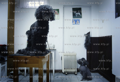 Gdansk Zaspa. Zaklad strzyzenia psow.
05.05.2009
fot....