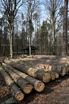 Gigantyczny wyrąb drzew w Trójmiejskim Parku Krajoobrazowym.
25.03.2015
fot....