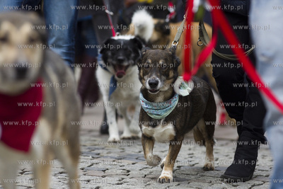 Spacer podopiecznych gdańskiego schroniska Promyk...