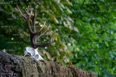 Sierakowice. XVIII Festiwal Kultury Łowieckiej Knieja...