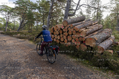 Wycinka lasu w okolicach Słajszewa w woj. pomorskim...