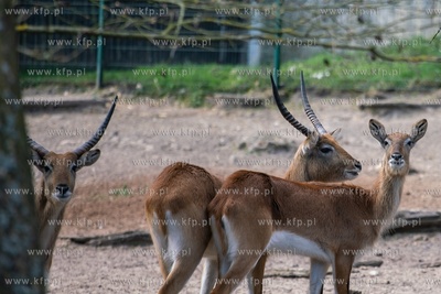 W zwiazku z zagrożeniem epidemicznym zmknięte oliwiskie...