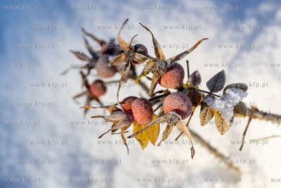 Zimowy Sopot. 05.12.2023 / fot. Anna Rezulak / KFP