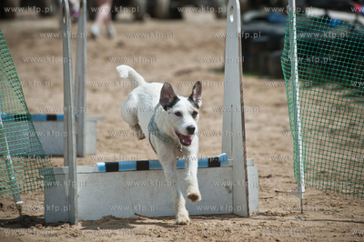 Gdynia Kolibki. Adventure Park. Festyn Edukacyjny pt....
