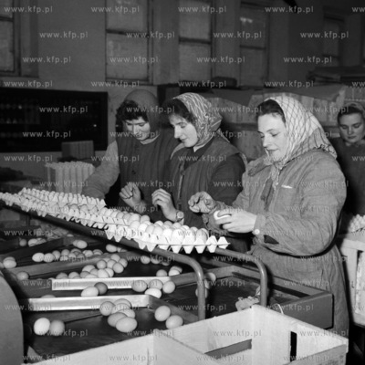 Pakownie jajek w zakładach drobiarskich.( lata60 ).
1962
0001814z
Fot....