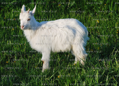Nieznani sprawcy probowali utopic malego koziolka,...
