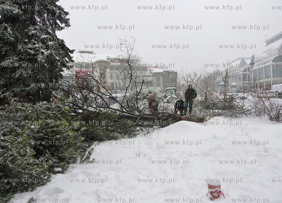 Sopot. Wycinka ostatnich drzew rosnacych na Placu Przyjaciol...