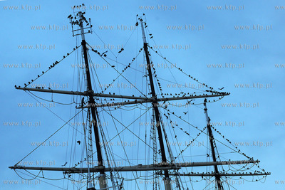 Tysiace ptakow przeslonilo w sobote wieczorem niebo...