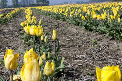 Zulawski Tulipan 2015. Tulipany rosnace na polach w...