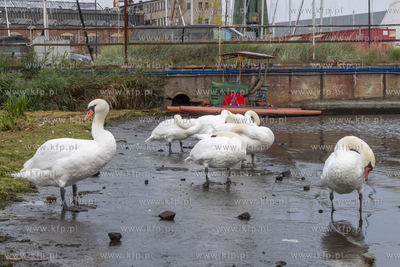Nietypowa łódź zacumowana w Stoczni Cesarskiej w...
