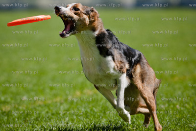 Sopot. Lazienki Polnocne. Trzecia kwalifikacja Dog...