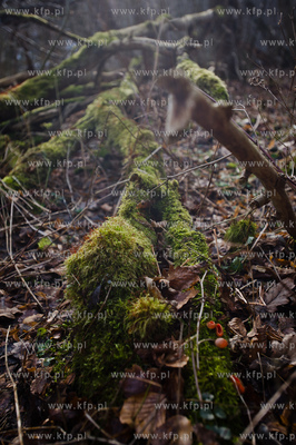 Gdansk. Oliwa, Trojmiejski Park Krajobrazowy. Sciezka...