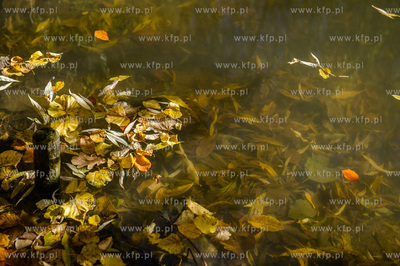 Gdansk. Jesienne, sloneczne przedpoludnie w Parku Orunskim.
27.10.2015
fot....