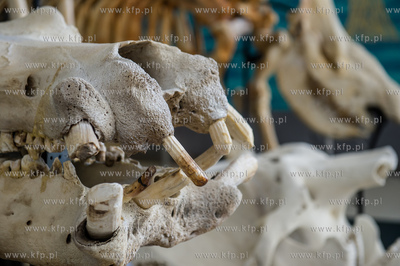 Uniwersytet Gdanski. Wydzial Biologii. Ekspozycja szkieletow...