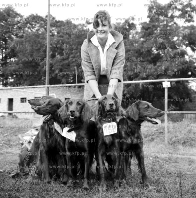 Psy wyzly i ich wlascicielka na wystawie psow na stadionie...
