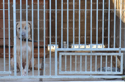 Gdynia. Ogolnopolskie Towarzystwo Ochrony Zwierzat...