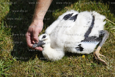 Kowale. Obraczkowanie bocianow bialych. Akcja odbywa...