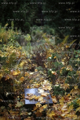 Sopot. Cmentarz Zolnierzy Radzieckich.
24.10.2012
fot....