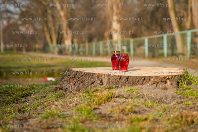 Znicze na ściętym drzewie przy ul. Kartuskiej w Gdańsku....