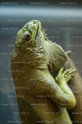 Uniwersytet Gdanski. Wydzial Biologii. Ekspozycja gadow,...