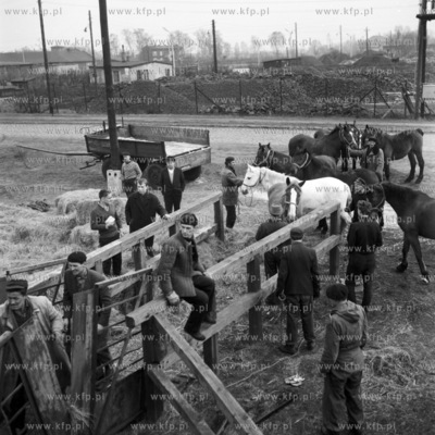 Transport na statek Rokita koni przeznaczonych na eksport...