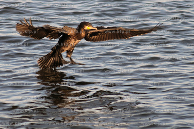 Kormoran Czarny - gatunek duzego ptaka wodnego z rodziny...