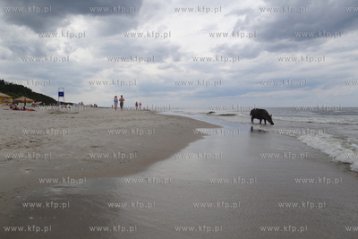 Krynica Morska. Dzik odwiedzil plaze, aby pozywic sie...