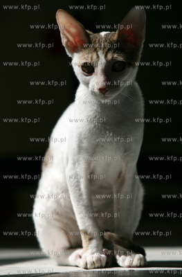 Kosakowo. Kociak rzadkiej rasy cornish rex 20.07.2006...