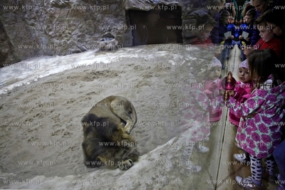 Dzien Otwarty oliwskiego Zoo. Lwiarnia.
11.10.2014
fot....