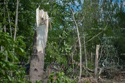 Gdynia Kolibki. Drzewa polamane przez burze.
19.05.2013
fot....
