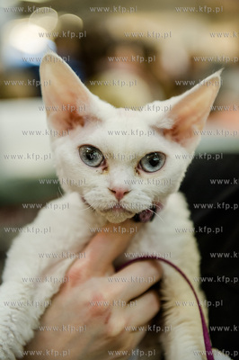 Gdansk. Wrzeszcz. Dzien Kota w CH Galeria Baltycka.
21.02.2016
fot....