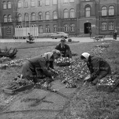 Pracownicy zieleni miejskiej nasadzają nowe kwiaty...