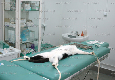 Schronisko dla zwierzat "Azyl" w Gdansku Kokoszkach....