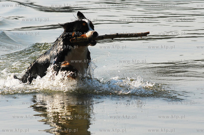 Jezioro Bieszkowickie. Nz. aportujacy pies

31.03.2007

Fot....