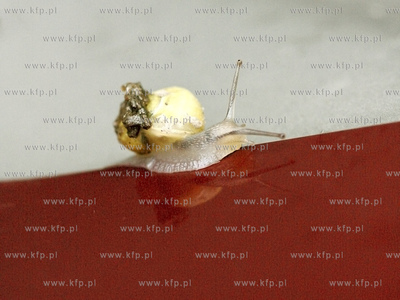 Do przodu Polsko
15.07.2009
fot. Andrzej J. Gojke...