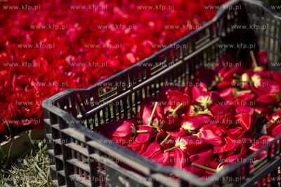 Mokry Dwór koło Pruszcza Gd. Przygotowania do Żuławskiego...