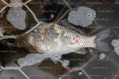 Gdańsk Kokoszki. Skażona woda i martwe ryby w zbiorniku...