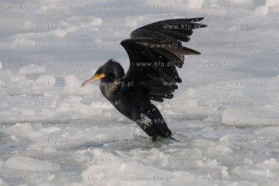 Kormoran na zamarznietych wodach Zatoki Gdanskiej w...