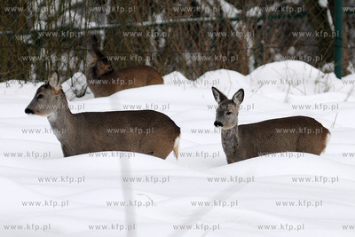 Zima w Miejskim Ogrodzie zoologicznym Wybrzeza w Gdansku...