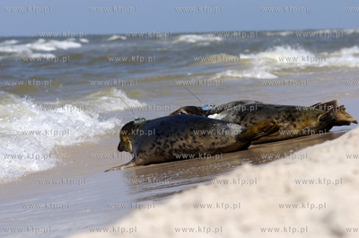 Siedem fok szarych zostalo wypuszczonych do Baltyku...