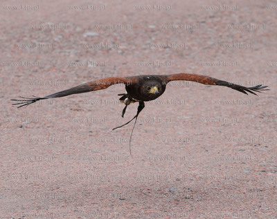 Sokolnik ze skrzydlatymi przyjaciolmi, nowymi pracownikami...