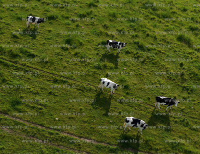 wypas krow na polskich lakach. NZ laki i stado w okolicy...