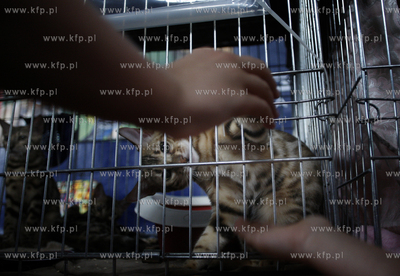 Sopot. Miedzynarodowa wystawa kotow.
07.08.2010
fot....