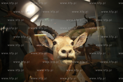 Londyn. Muzeum Historii Naturalnej.
07.10.2011
fot....